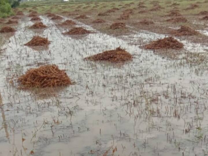 Rainfall in Saurashtra crop damage સૌરાષ્ટ્રના અનેક જિલ્લામાં કમોસમી વરસાદથી મગફળી, કપાસ સહિતના પાકને નુકસાન