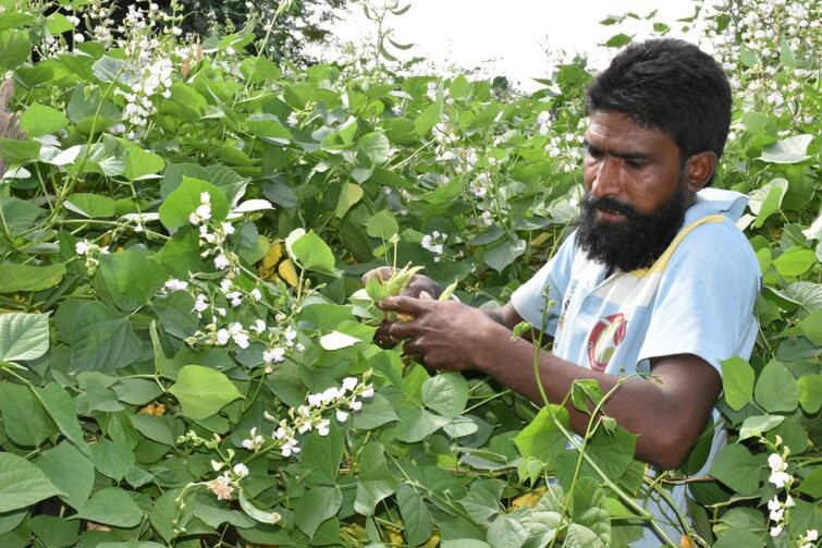 Farmer’s Success Story: Banaskantha's vadali district Chulla village farmer earns lakhs of rupees through Dolichos farming Farmer’s Success Story: વાલોળની ખેતીથી સાબરકાંઠાનો આ ખેડૂત કરે છે લાખોની કમાણી, ગુજરાત બહાર પણ રહે છે માંગ
