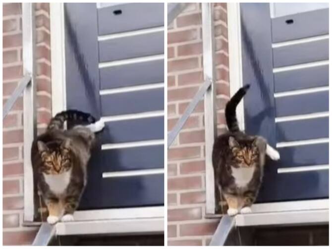 Cat Standing Outside House Woke Up Owner By Knocking On Door | Video: घर के  बाहर ही रह गई बिल्ली, फिर दरवाजे पर लात मार कर मालिक को जगाया