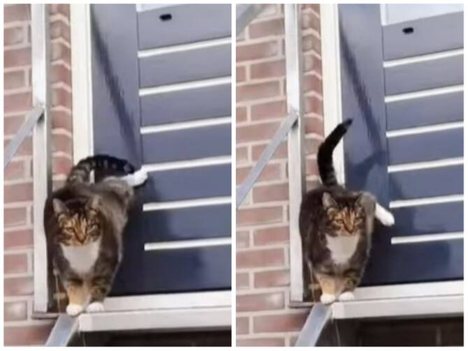 Cat Standing Outside House Woke Up Owner By Knocking On Door | Video: घर के बाहर ही रह गई बिल्ली, फिर दरवाजे पर लात मार कर मालिक को जगाया Cat Standing Outside House Woke Up Owner By Knocking On Door | Video: घर के बाहर ही रह गई बिल्ली, फिर दरवाजे पर लात मार कर मालिक को जगाया