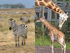 चीतों के बाद अब मध्य प्रदेश में होगी जेब्रा-जिराफ की दस्तक, वन मंत्री ने कहा- 26 जनवरी से पहले आएंगे जेब्रा-जिराफ