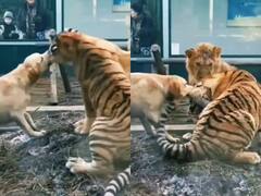 Watch Video: புலி, சிங்கத்தை மிஞ்சி அசரடித்த நாயின் செய்கை...ஃபயர் விடும் நெட்டிசன்கள்!