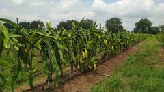 PHOTO: औरंगाबादेत फुलतायात 'ड्रॅगन'चे मळे, आतापर्यंत सव्वाशे एकरावर लागवड