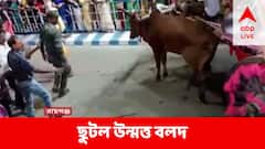 পুজো কার্নিভালে গরুর গাড়ি ছেড়ে ছুটল উন্মত্ত বলদ, প্রাণ গেল এক ব্যক্তির