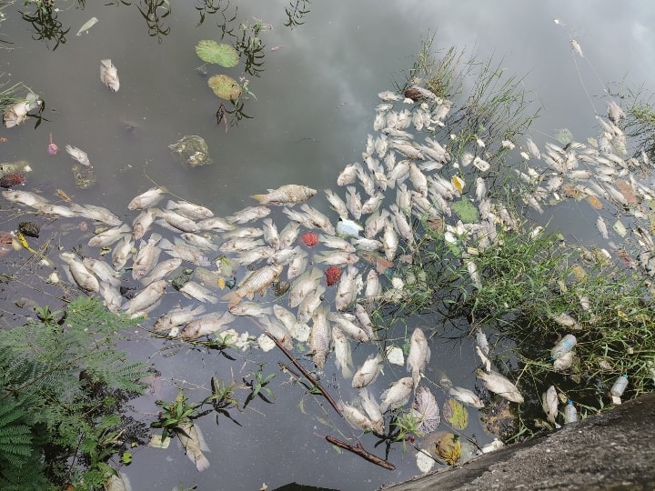 Indore thousands of fish found dead in the pond Nagar Nigam sent water for testing ANN Indore: अन्नपूर्णा तालाब में मरी मिलीं हजारों मछलियां, आसपास फैली बदबू, पानी को जांच के लिए भेजा गया