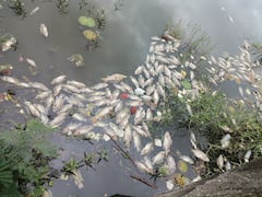 इंदौर: अन्नपूर्णा तालाब में मरी मिलीं हजारों मछलियां, आसपास फैली बदबू, पानी को जांच के लिए भेजा गया