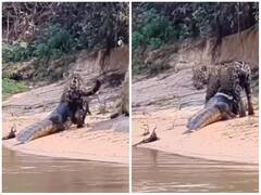 खूंखार तेंदुए ने मगरमच्छ को बनाया शिकार, हैरत में डाल रहा वीडियो