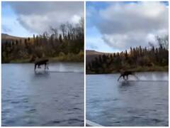 अलास्का में दिखा हैरान कर देने वाला मंजर, पानी के ऊपर दौड़ता नजर आया जानवर