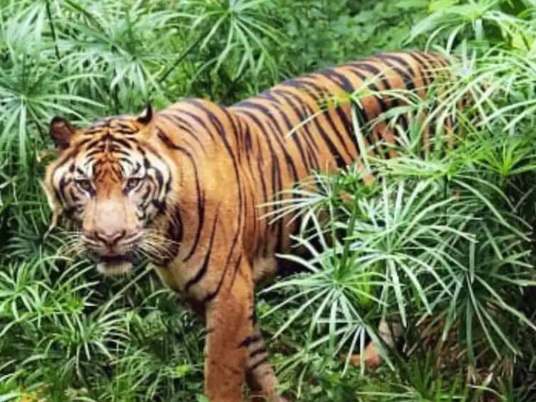 Man Eater Tiger Of Bihar Which By Now Had Taken 9 Lives Was Killed In West Champaran Bihar Man Eater: ৯ জনকে মেরে শেষমেশ প্রাণ হারাল বিহারের 'ম্যান ইটার'