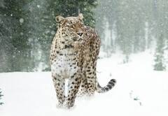 हिमाचल प्रदेश में 73 हुई बर्फानी तेंदुओं की संख्या, ऐसी गिनती करने वाला बना पहला राज्य