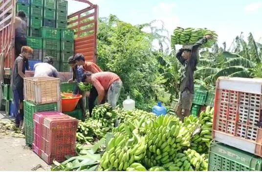 Banana News Nandurbar NCP demands to announce guaranteed price for banana  Banana News : केळीला हमीभाव जाहीर करा, नंदूरबारमध्ये केळी संशोधन केंद्र उभारावं, राष्ट्रवादी काँग्रेसची मागणी 