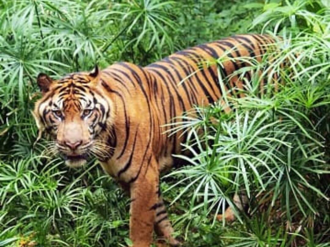 Maharashtra Forest Department Captured Conflict Tiger CT 1 After Killed 13 Persons in Vidarbha Region Conflict Tiger CT- 1: महाराष्ट्र वन विभाग ने आदमखोर बाघ को पकड़ा, विदर्भ में 13 लोगों को बनाया था शिकार