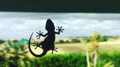 Home tips: ઘરમાં ગરોળી મચાવે છે આતંક? ભગાડવાના આ છે ઘરેલુ કારગર  ઉપાય