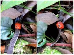 Video: जंगल में सांप ने सांप को बनाया अपना निवाला, देखनेवाले हैरान, रोंगटे खड़े कर देगा मंजर