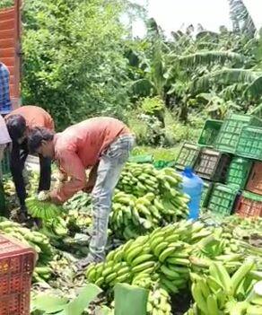 केळीला हमीभाव जाहीर करा, राष्ट्रवादी काँग्रेसची मागणी