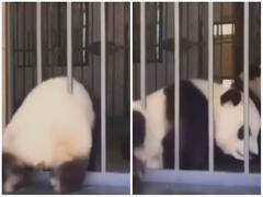 पिंजरे में फंस गया मोटा तगड़ा पांडा, देखें किस तरह उसने खुद को निकाला