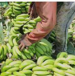 Photo : केळीला हमीभाव जाहीर करा, राष्ट्रवादी काँग्रेसची मागणी