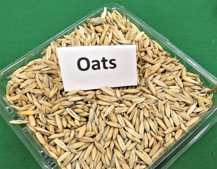 ওটস (Oats) স্বাস্থ্যের জন্য অত্যন্ত উপকারী একটি খাবার। প্রতিদিন খাবারের তালিকায় রাখলে অনেক উপকার পাওয়া যায়।