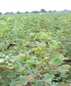 Photo : पावसात भिजली हजारो क्विटंल लाल मिरची, सोयाबीनसह कापसाचंही नुकसान