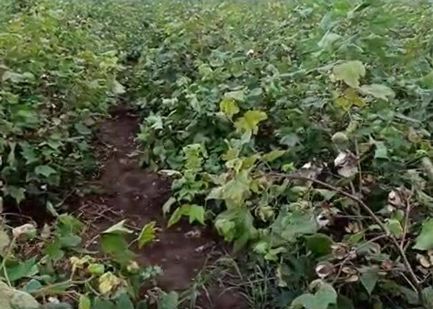 सोयाबीन आणि कापूस उत्पादक शेतकरी चिंतेत