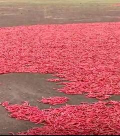 Photo : पावसात भिजली हजारो क्विटंल लाल मिरची, सोयाबीनसह कापसाचंही नुकसान