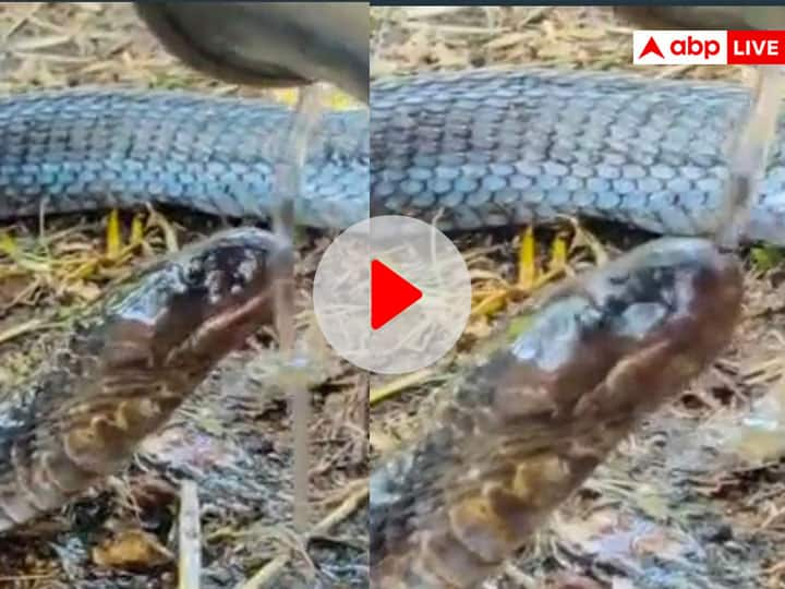 man gives water to a snake amazed internet users viral video on social media Watch: सांप को पानी पिलाते आदमी को देख छूटा लोगों का पसीना, हैरान कर रहा Video