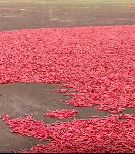 पावसात भिजली हजारो क्विटंल लाल मिरची, सोयाबीनसह कापसाचंही नुकसान