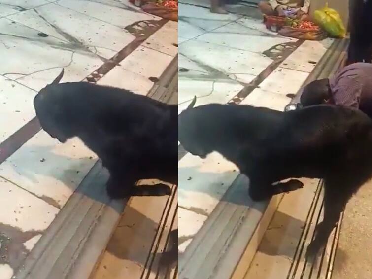 Goat in kanpur bows down in to God at shiva temple video goes viral Viral Video: சிவன் கோயிலில் சாமி கும்பிட்ட ஆடு... மனிதர்களைப் போல மண்டியிட்ட அதிசயம்! வீடியோ