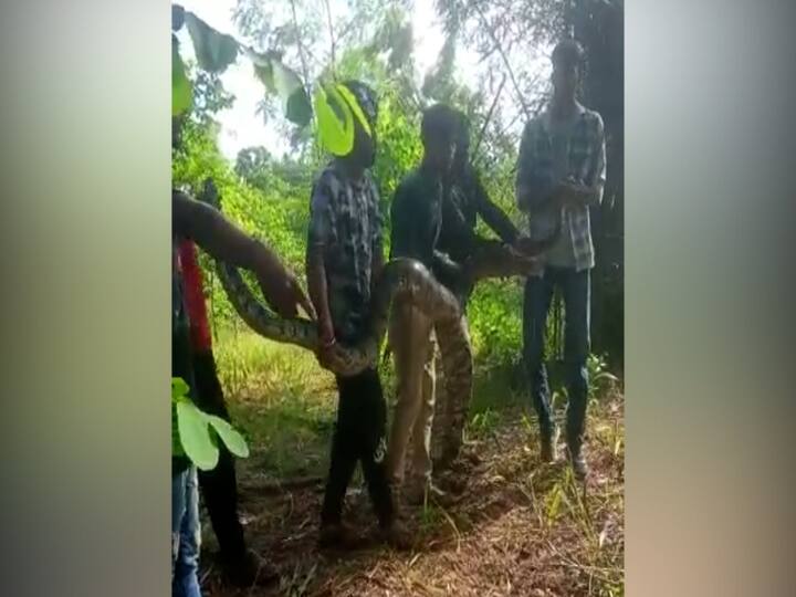 हा अजगर तब्बल १२ फूट लांबीचा होता. विशेष म्हणजे या आकाराचा अजगर ब्रम्हपुरी भागात आढळल्याची ही पहिलीच नोंद आहे.