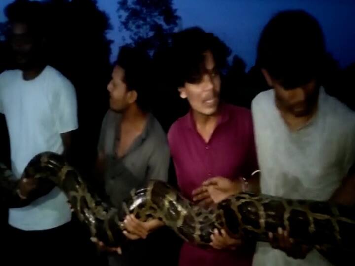 मात्र अंधार व नाल्याची बाजू असल्याने सुरक्षित पणे अजगराला पकडण्यास अडचण होत होती तरीसुद्धा अर्थ कंजरवेशन ऑर्गनाझेशन या सर्पमित्र संस्थेच्या कार्यकर्त्यांनी अतिशय शिताफीने या अजगराला जेरबंद केले.