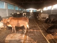 छत्तीसगढ़ की गोधन न्याय योजना में BJP ने लगाया घोटाले का आरोप, प्रशासन ने किया खारिज