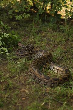 09  बकऱ्या फस्त करणारा महाकाय अजगर पकडण्यास यश