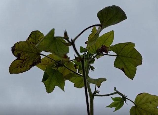 सोयाबीन पिकाला पावसाचा मोठा फटका