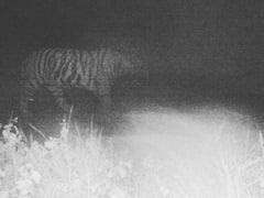 भोपाल: बाघ की दहशत से 6 दिन से हॉस्टल में कैद 5 हजार स्टूडेंट, CCTV में दिखा, वन विभाग का सर्च ऑपरेशन जारी