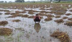 Kota News: दिवाली से पहले ही किसानों का निकला दिवाला, बारिश से 80 प्रतिशत फसल बर्बाद होने का अनुमान