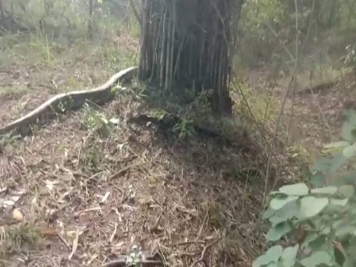 महाकाय अजगर जेरबंद झालेला बघून गावकऱ्यांनी एकच जल्लोष केला व संस्थेच्या सर्व कार्यकर्त्यांचे आभार मानले.