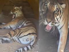 watch video : புலியை நாய்க்குட்டி போல நடத்தும் பெண்! வைரலாகும் வீடியோ!