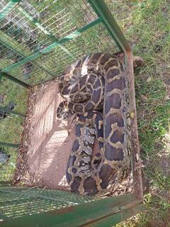 09  बकऱ्या फस्त करणारा महाकाय अजगर पकडण्यास यश