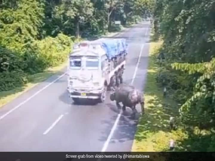 Rhino Gets Hit By Truck In Assam Chief Minister Shares Clip Video சாலையை கடக்க முயன்ற காண்டாமிருகத்தை இடித்து தள்ளிய டிரக்...முதலமைச்சர் பகிர்ந்த வீடியோ