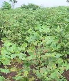 Photo : पावसात भिजली हजारो क्विटंल लाल मिरची, सोयाबीनसह कापसाचंही नुकसान