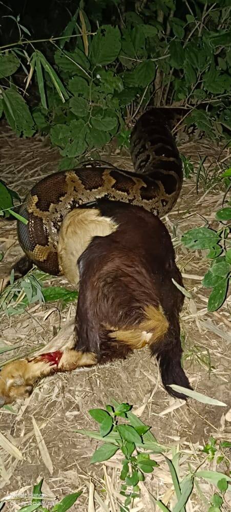 गावाच्या अगदी जवळ अजगराचा वावर असल्याने गावकरी शेतात जायला घाबरायचे, तसेच लहान मुलांना लगतच्या भागात जाण्यास प्रतिबंध करण्यात आला होता.