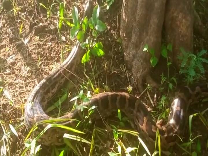 माहिती मिळताच सर्पमित्र ललित उरकुडे, विवेक राखडे, चेतन राखडे व ईशान वठे यांनी घटनास्थळावर धाव घेतली.