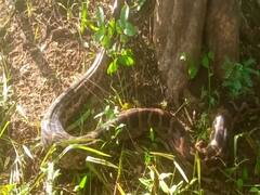 09  बकऱ्या फस्त करणारा महाकाय अजगर पकडण्यास यश