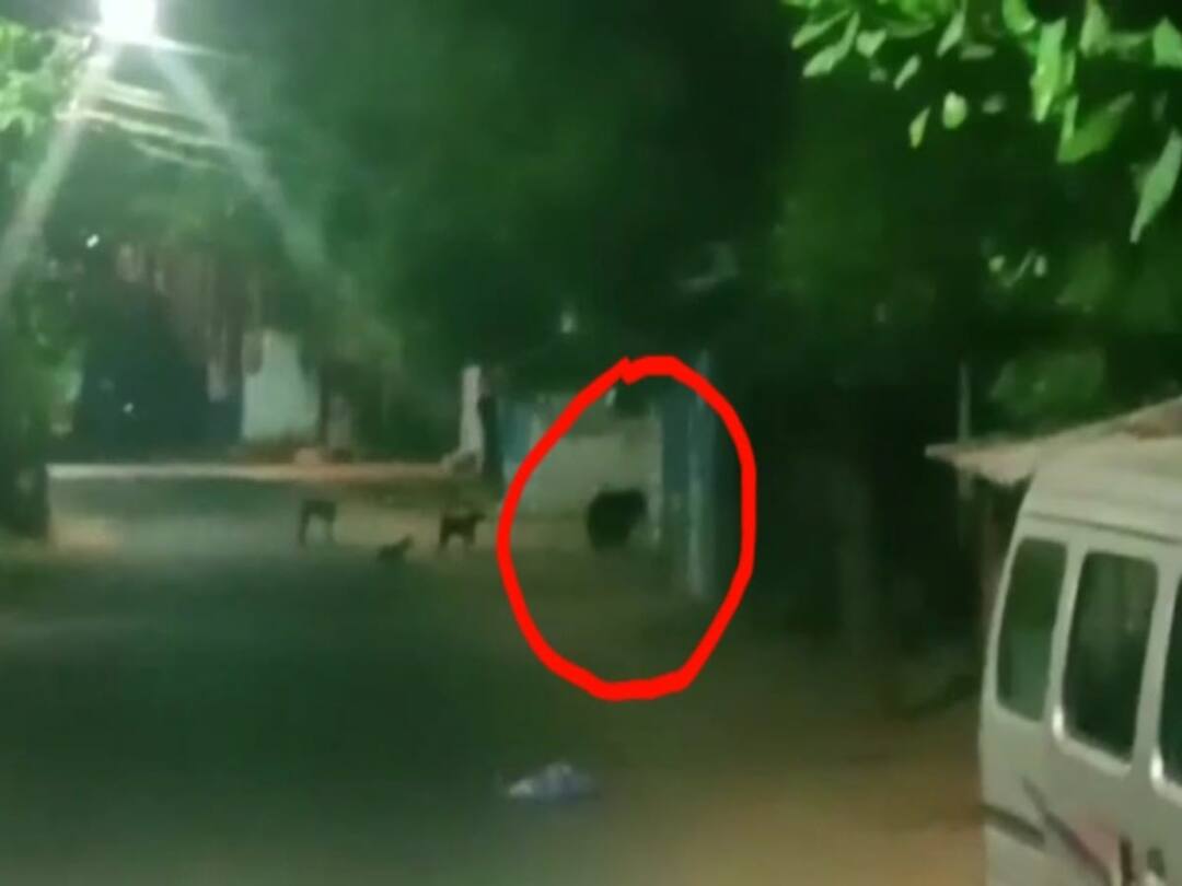 Thirunelveli : நெல்லையில் இரவு நேரங்களில் சாலைகளில் கரடி நடமாட்டமா..? பீதியில் மக்கள்..!