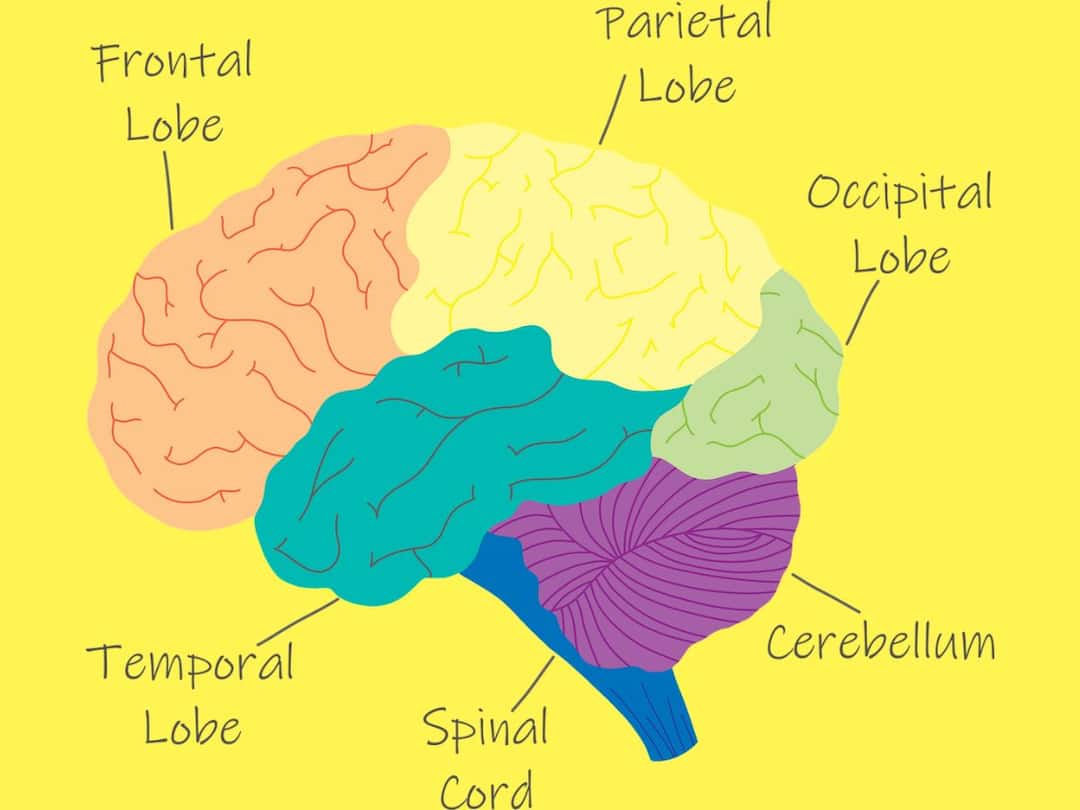 Researchers Discover A New Function Of The Cerebellum Or 'Little Brain'. All About It Researchers Discover A New Function Of The Cerebellum Or 'Little Brain'. All About It Researchers Discover A New Function Of The Cerebellum Or 'Little Brain'. All About It