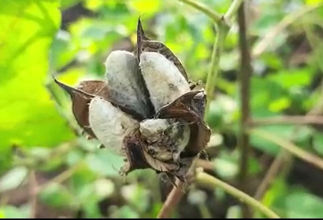 Agriculture News : पावसात भिजली हजारो क्विटंल लाल मिरची, सोयाबीनसह कापसाचंही नुकसान, शेतकऱ्यांना मोठा फटका