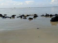 ड्रेजिंग शिप से कटकर करीब 50 भैंस गंगा में समाई, 2 चरवाहा भी लापता, 6 लोगों ने तैरकर बचाई अपनी जान