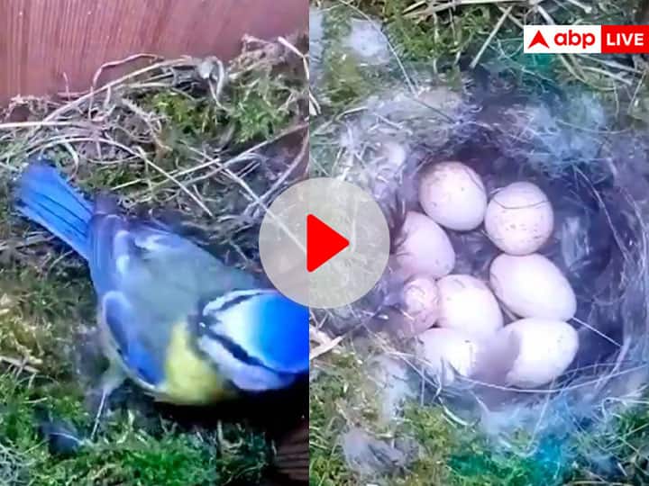 Hardworking mother Bird makes nest and gives egg then takes good care of chicks watch 51 days in 2 minutes fast mode viral video on social media बड़े जतन से बनाती है चिड़िया अपने बच्चों का आशियाना, 51 दिन की मेहनत को 2 मिनट के Video में देखिए