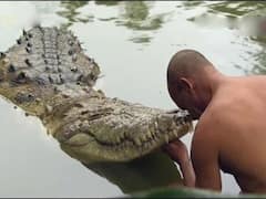 Kerala: Vegetarian Temple Crocodile Babiya Dies In Kasargod