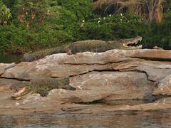 6-Foot Long Crocodile In A Toilet In Gujarat’s Anand Sends Family Into Tizzy